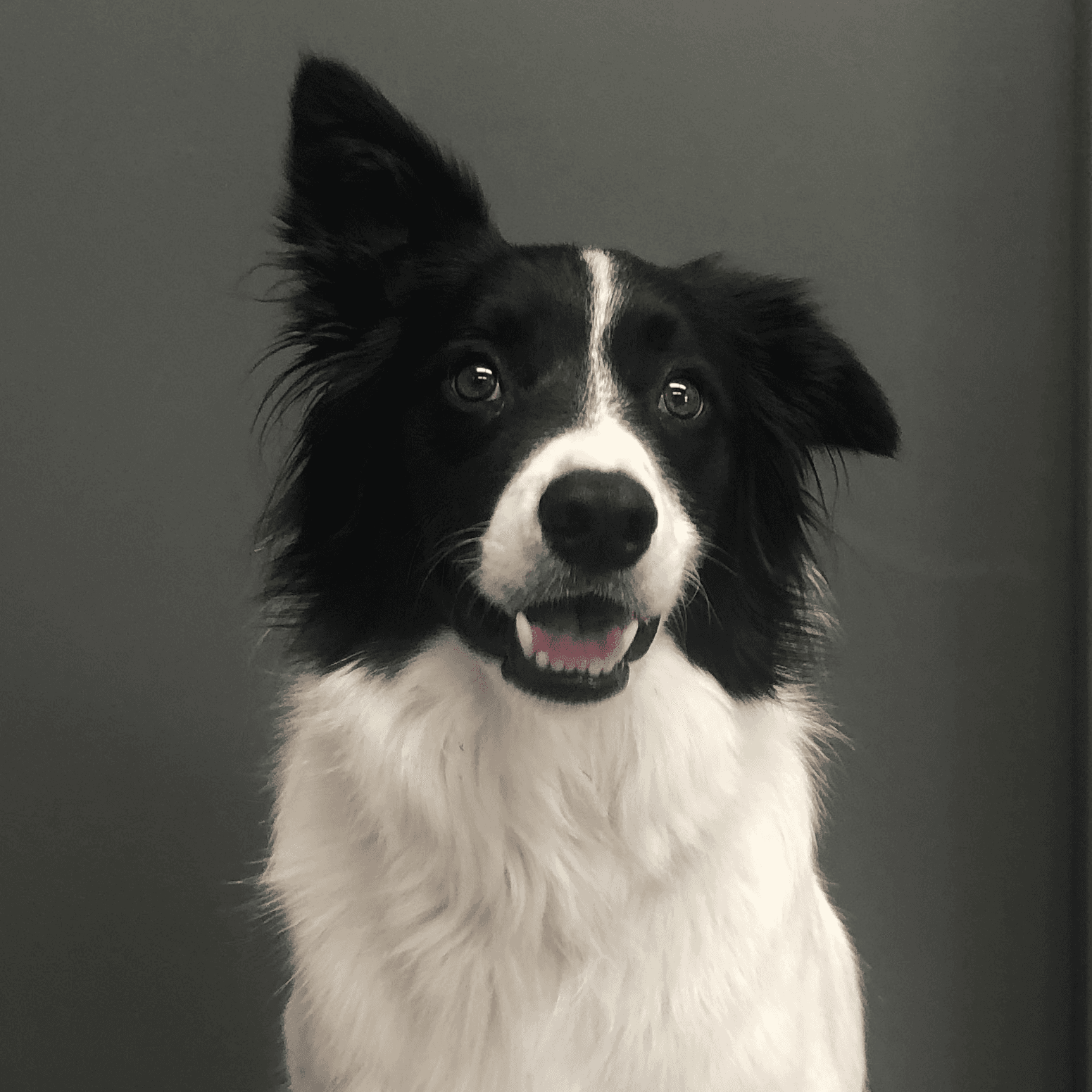 mascot